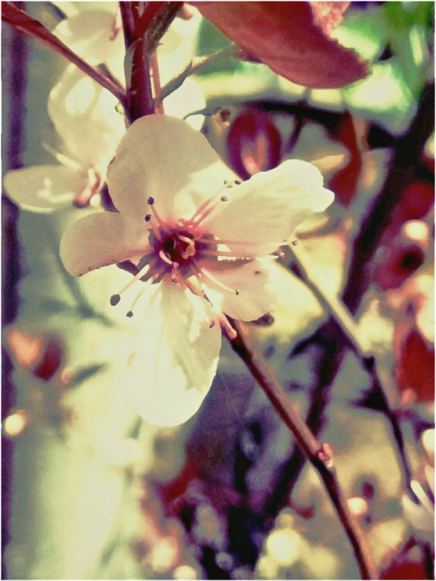 Main image Cherry Blossom on Acrylic Glass